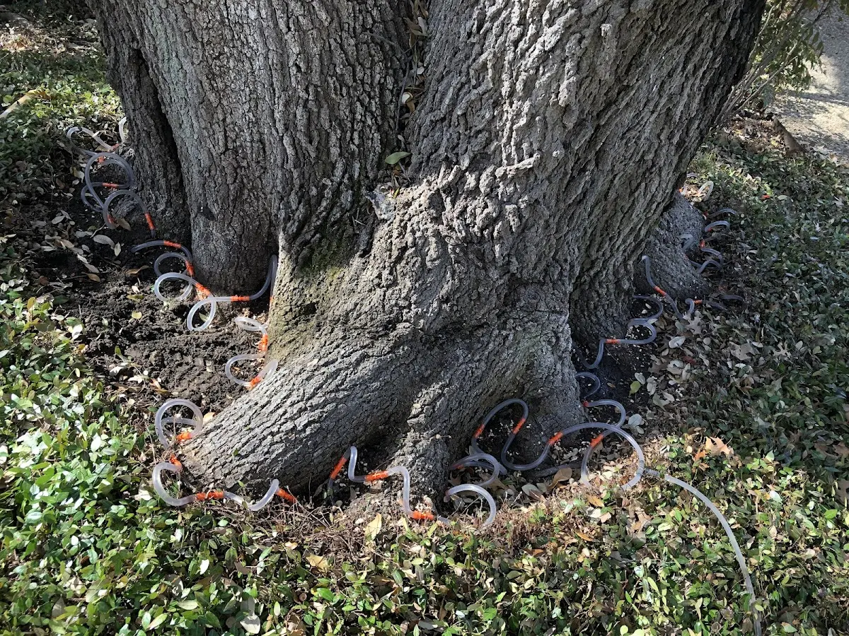Detailed Tree Cabling and Bracing job site in North East