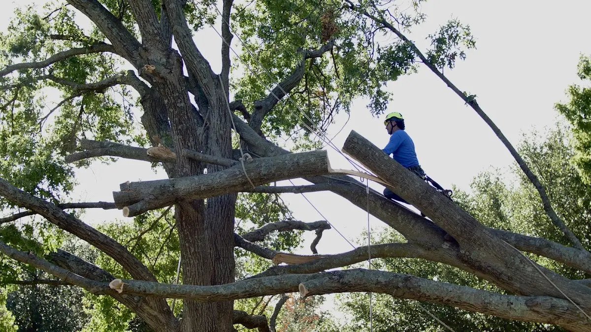 Professional Crown Thinning performed by certified arborists in North East
