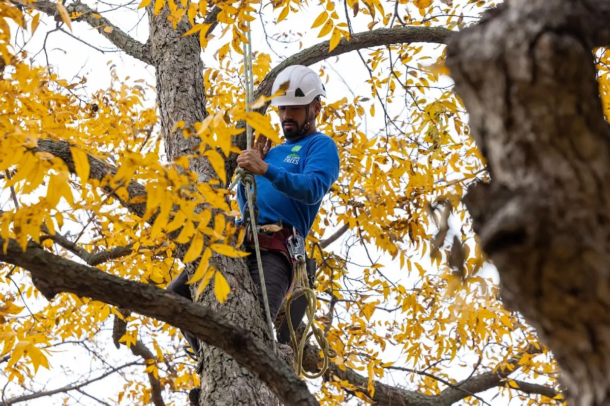 Skilled Tree Pruning crew working in North East