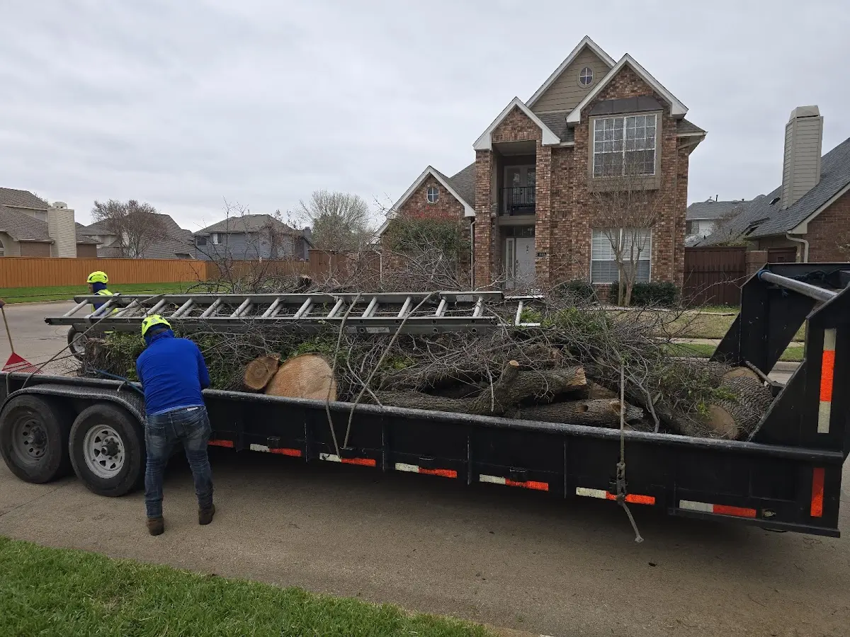 Expert Tree Removal with proper safety equipment in North East